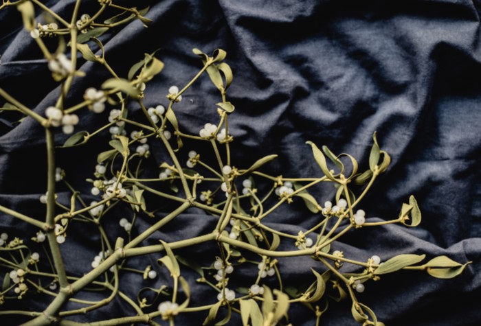Mistletoe as an Alternative or Complementary Treatment