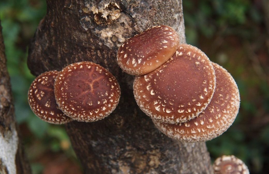 Exploring Medicinal Mushrooms: Part 2 – Shiitake Mushrooms