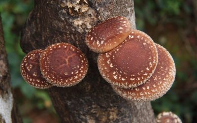 Exploring Medicinal Mushrooms: Part 2 – Shiitake Mushrooms