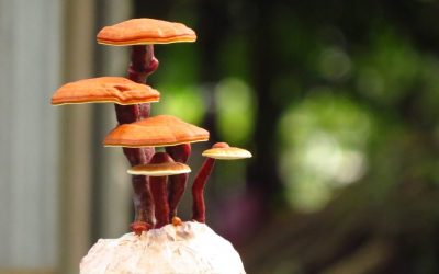 Exploring Medicinal Mushrooms: Part 3 – Reishi Mushrooms