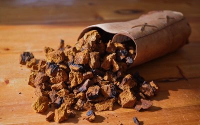 Exploring Medicinal Mushrooms: Part 4 – Chaga Mushrooms