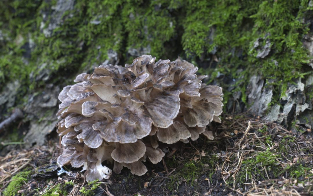 Exploring Medicinal Mushrooms: Part 5 – Maitake Mushrooms