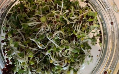 Growing Your Own Broccoli Sprouts: They’re Great to Cultivate!