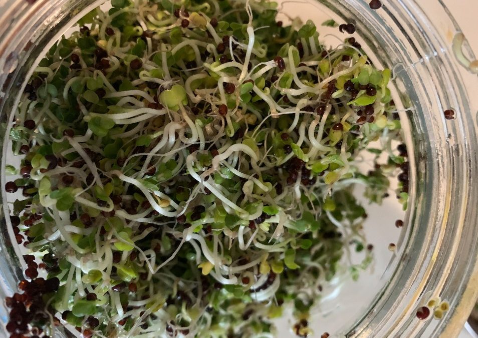 Growing Your Own Broccoli Sprouts: They’re Great to Cultivate!